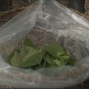 Buy Kratom