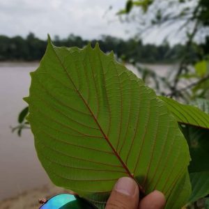 Kratom by Color