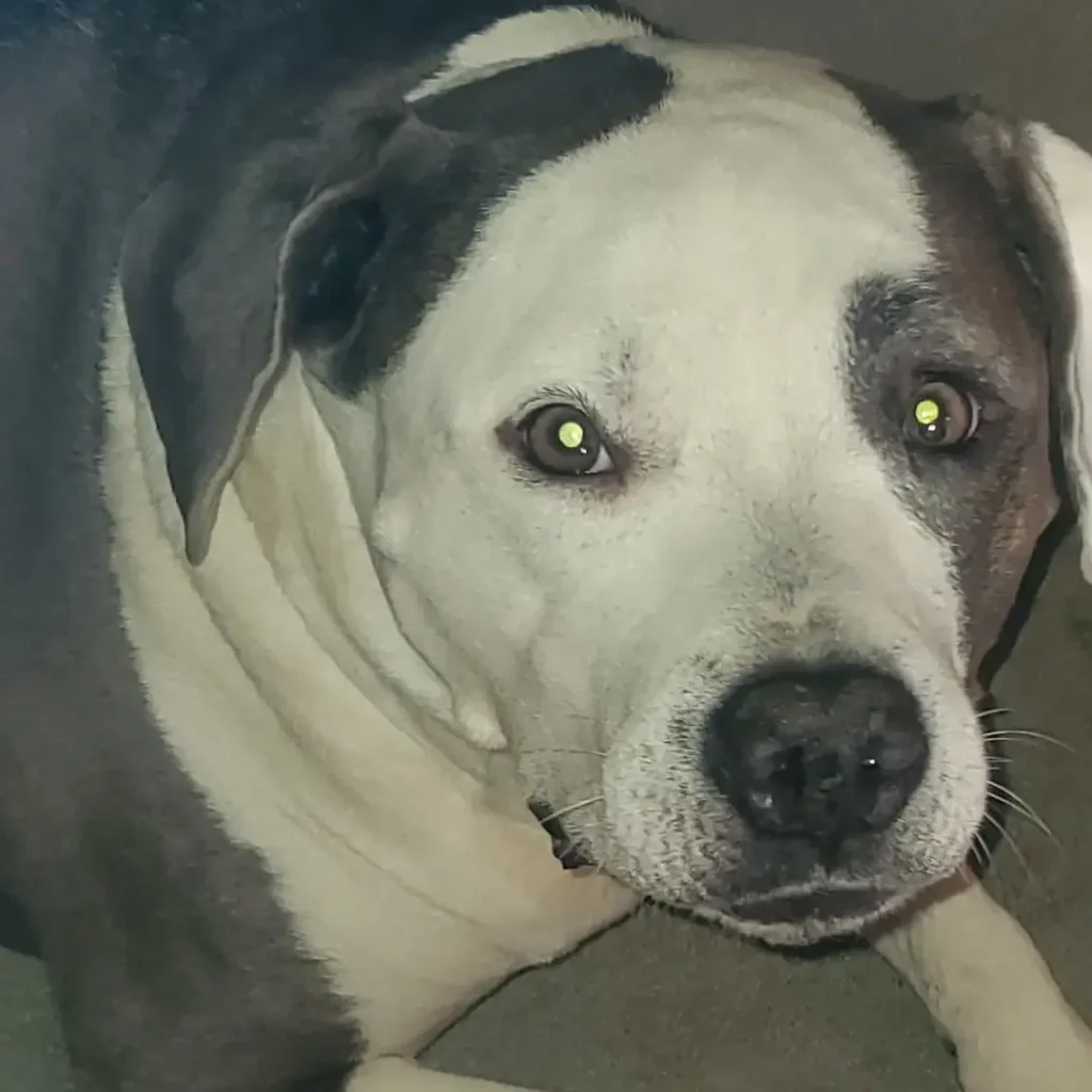 Unlocking the Potential Benefits of Kratom and CBD Products for Pets.