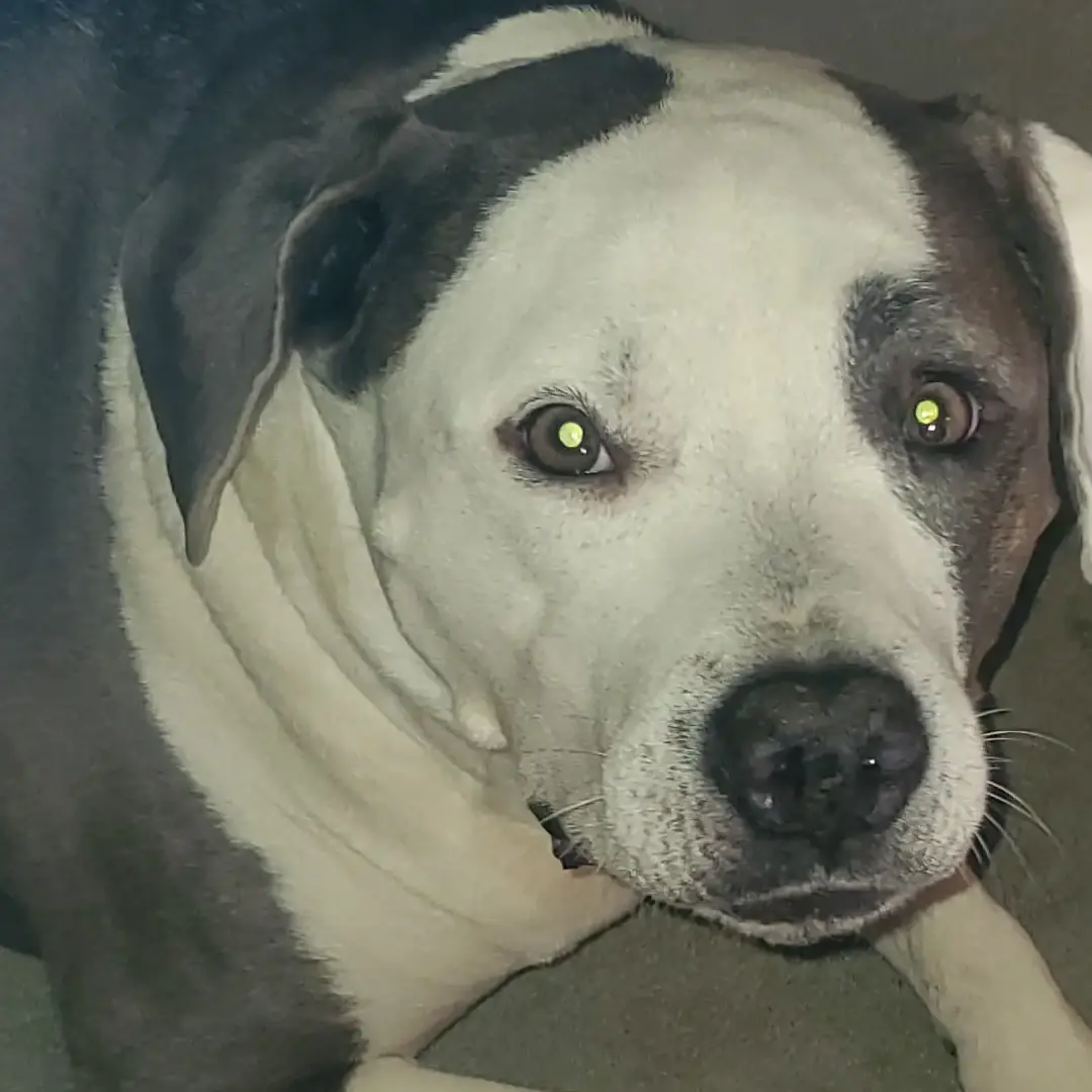 Unlocking the Potential Benefits of Kratom and CBD Products for Pets.