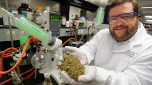 Christopher McCurdy Conducting Kratom Research at the University of Florida: Exploring Kratom Science, Holding Kratom Leaves in Laboratory Setting.