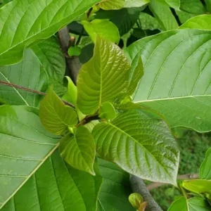 Vibrant Kratom Leaf in 2022: From Christopher's Kratom Tree in Southeast Asia, Indonesia, Cultivated in Carney's Point, New Jersey Backyard.