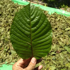Kratom Alkaloids: Degradation Process Over Time.