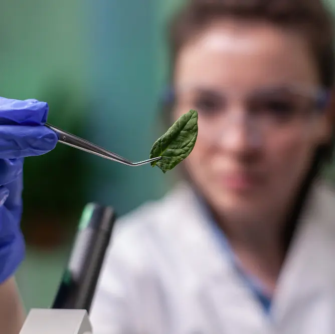 What We've Learned About Kratom Alkaloids Testing: Understanding Its Importance.