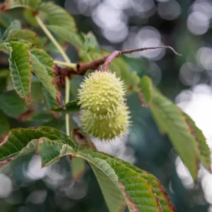 What Sets Fairtrade Kratom Apart?