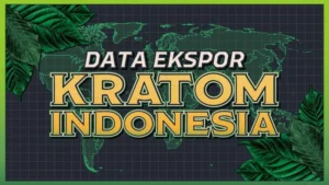 Tracing the Kratom Trail: From Kapuas Hulu to Pontianak with CNN Indonesia. - Kratom Fields Of Kalimantan