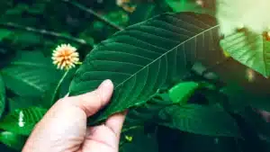 What is Kratom: Exploring Its Roots and Benefits