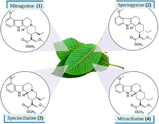 Diagram showing how kratom's natural alkaloids interact with opioid, serotonin, dopamine, adrenergic, and adenosine receptors in the brain.